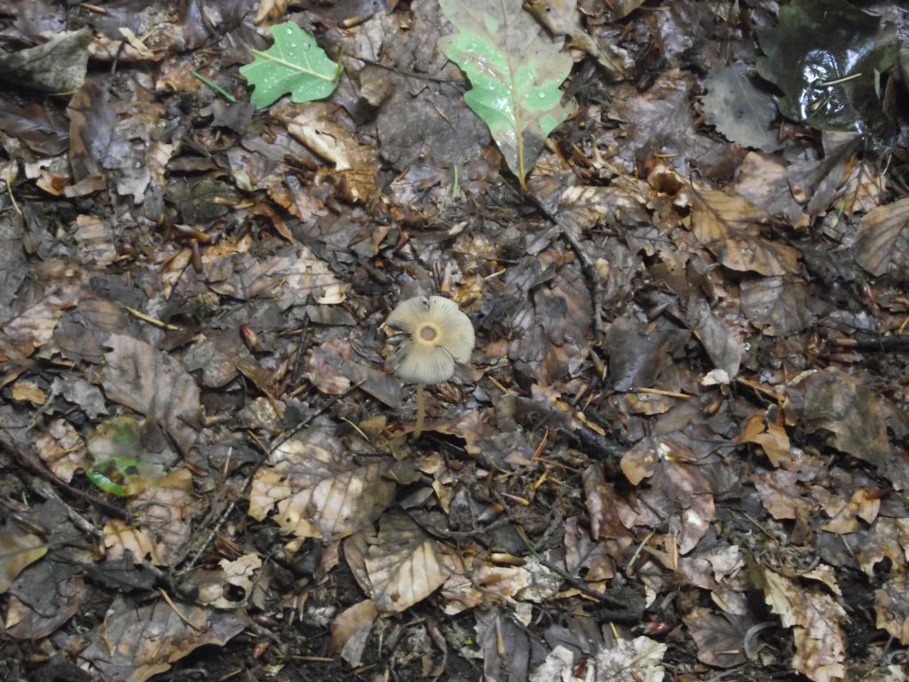 Braunhaariger Tintling - Blick von oben. Man sieht, dass dieser Tintling nicht wie viele seiner Artgenossen zerfließt. 